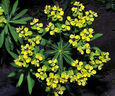 五虎下山草藥|福星花園: 台灣大戟(大甲草)